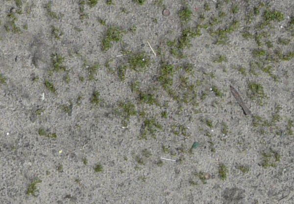 Texture of grey, dirt road with dark tire marks and some vegetation in center and at borders.